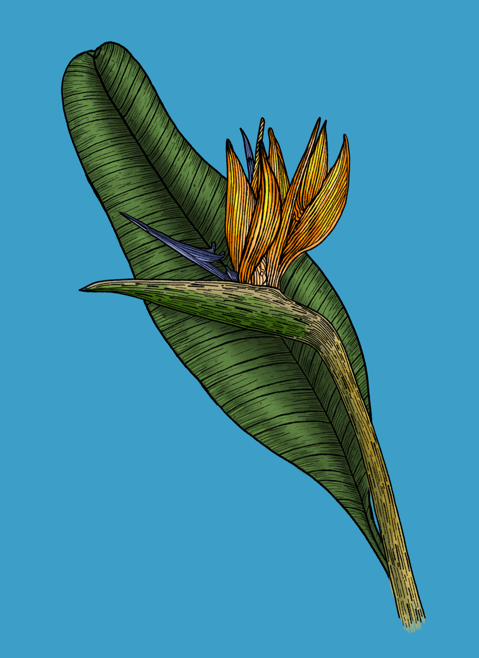Jungle Flower