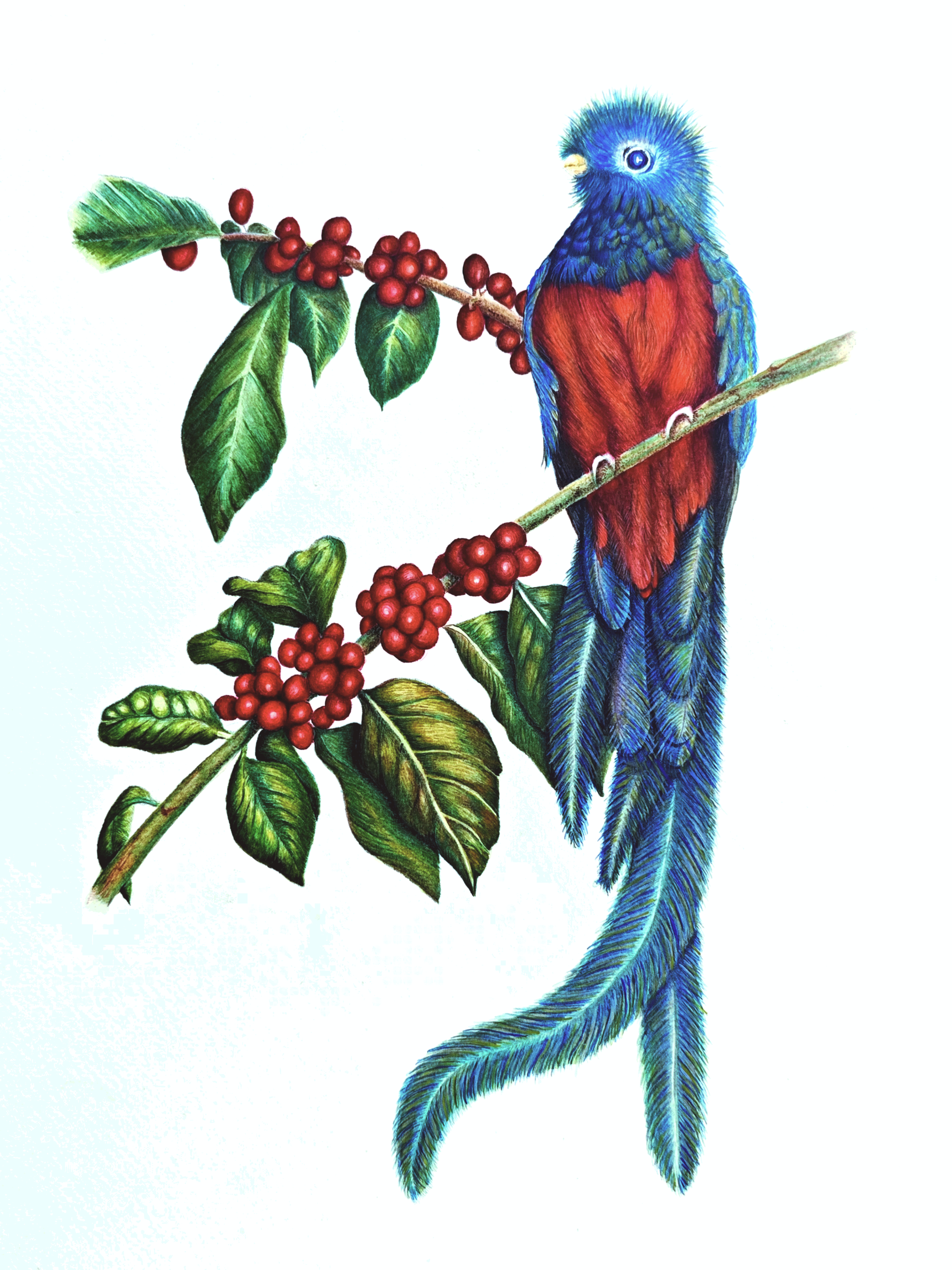 Quetzal