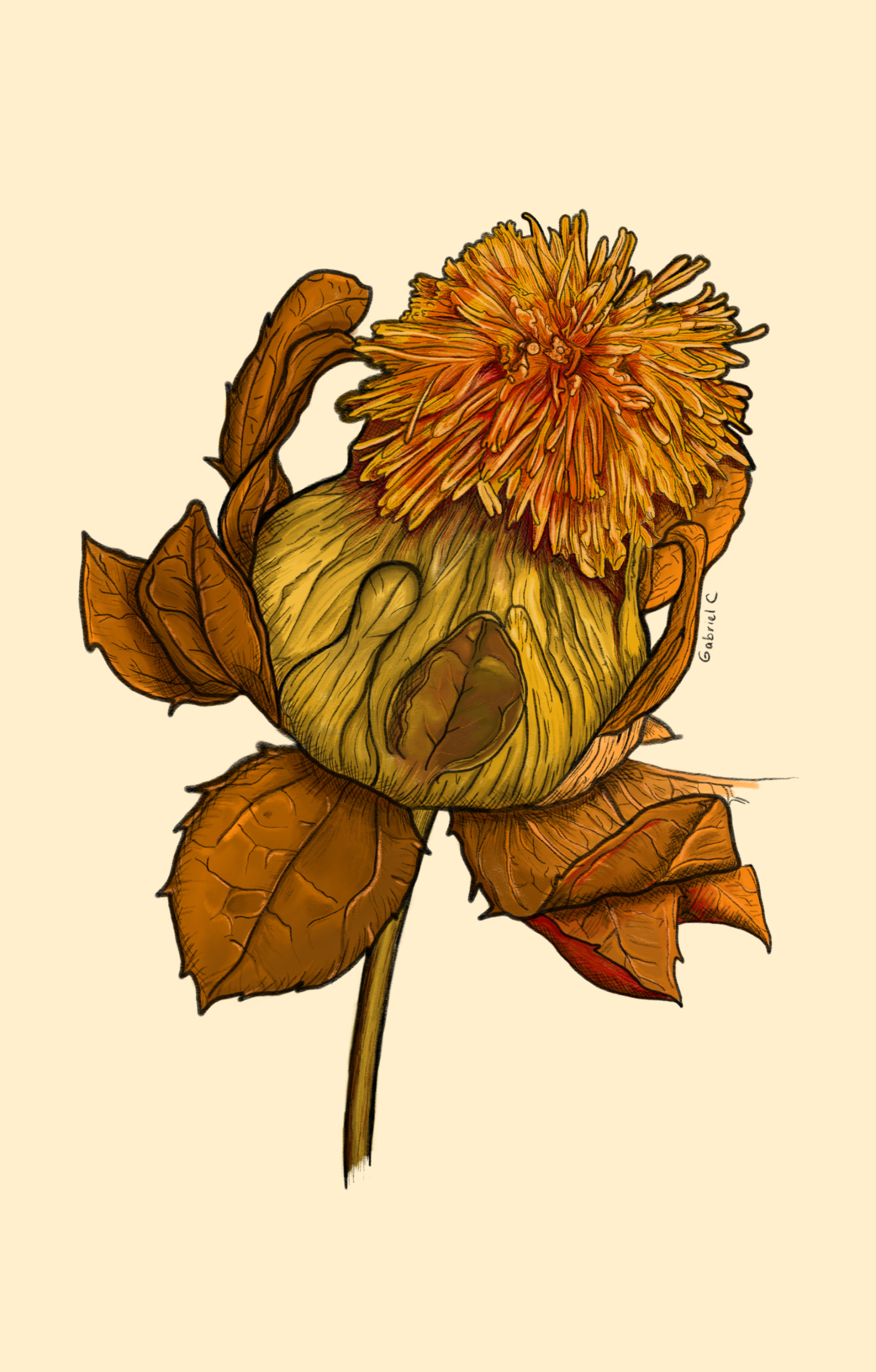 Safflower